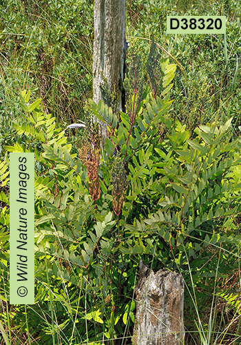 Osmunda regalis Royal Fern Osmunda spectabilis